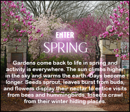 Gardens come back to life in spring and activity is everywhere. The sun climbs higher in the sky and warms the earth. Days become longer. Seeds sprout, leaves burst from buds, and flowers display their nectar to entice visits from bees and hummingbirds. Insects crawl from their winter hiding places.